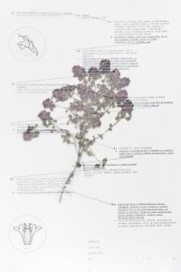Herbarium – detail 1